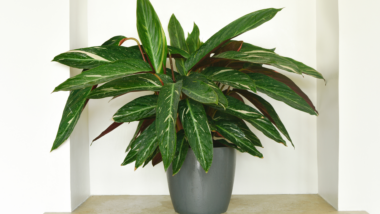 Plantes et anxiété