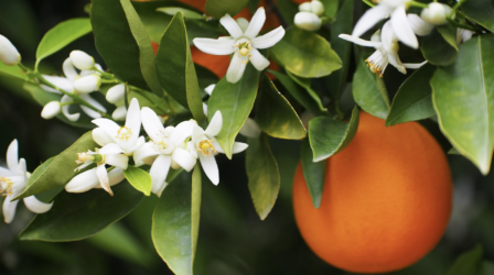 Le pouvoir des odeurs pour voyager